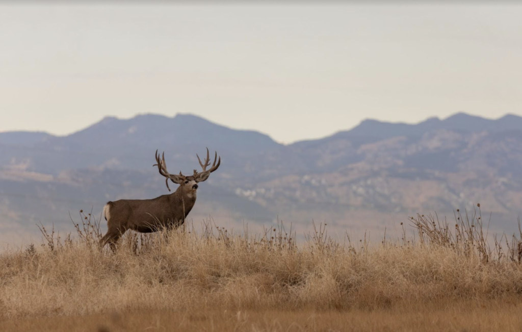 a large mule deer buck standing in the grass on the horizon.